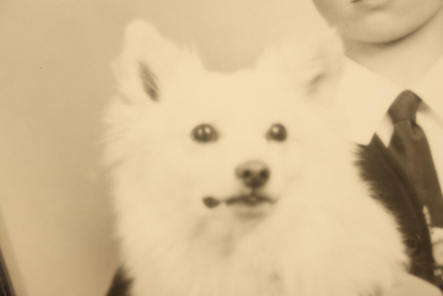 Lot 034 - Vintage Framed Glossy Portrait Photo Of A Boy And His Fluffy White Japanese Spitz Dog