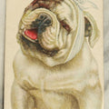 Lot 057 - Antique Bull Dog With Bandage, Toothache Postcard "Sherman Was Right"