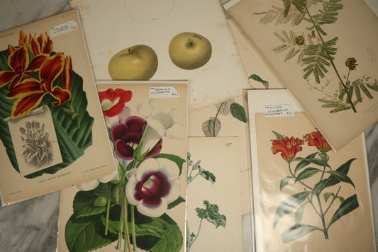 Lot 075 - Grouping Of Seven Antique And Vintage Botanical, Flower, Fruit, Plant Color Lithographs