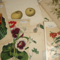 Lot 075 - Grouping Of Seven Antique And Vintage Botanical, Flower, Fruit, Plant Color Lithographs