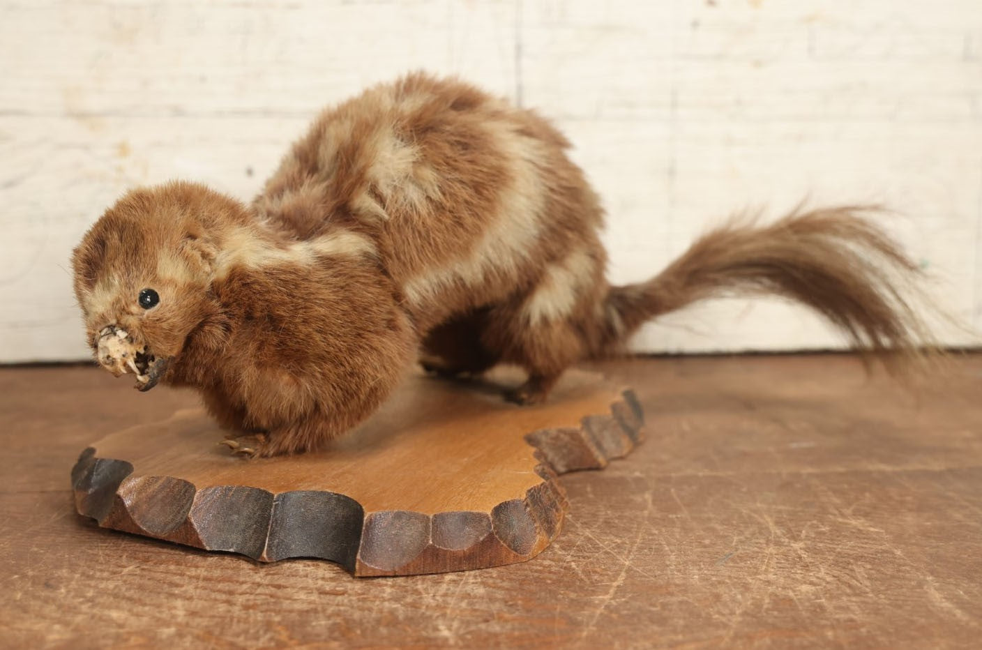 Lot 004 - Antique Spotted Skunk Taxidermy With Real Skull In Mount, Heavily Worn Condition, Dated 1899