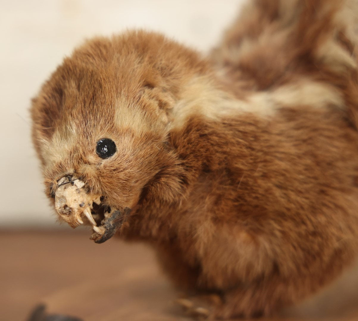 Lot 004 - Antique Spotted Skunk Taxidermy With Real Skull In Mount, Heavily Worn Condition, Dated 1899