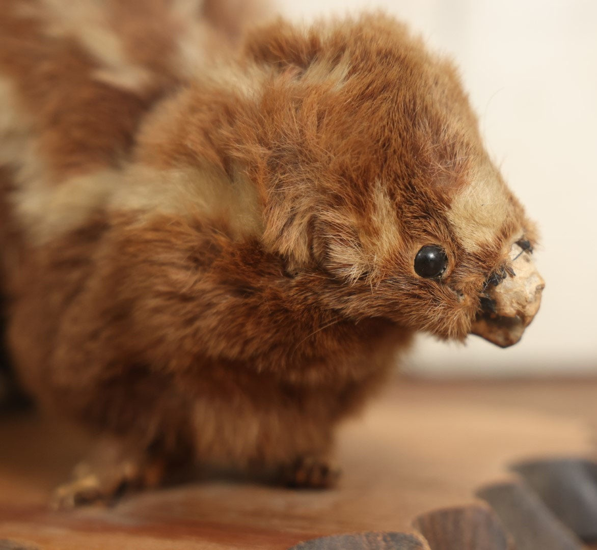 Lot 004 - Antique Spotted Skunk Taxidermy With Real Skull In Mount, Heavily Worn Condition, Dated 1899