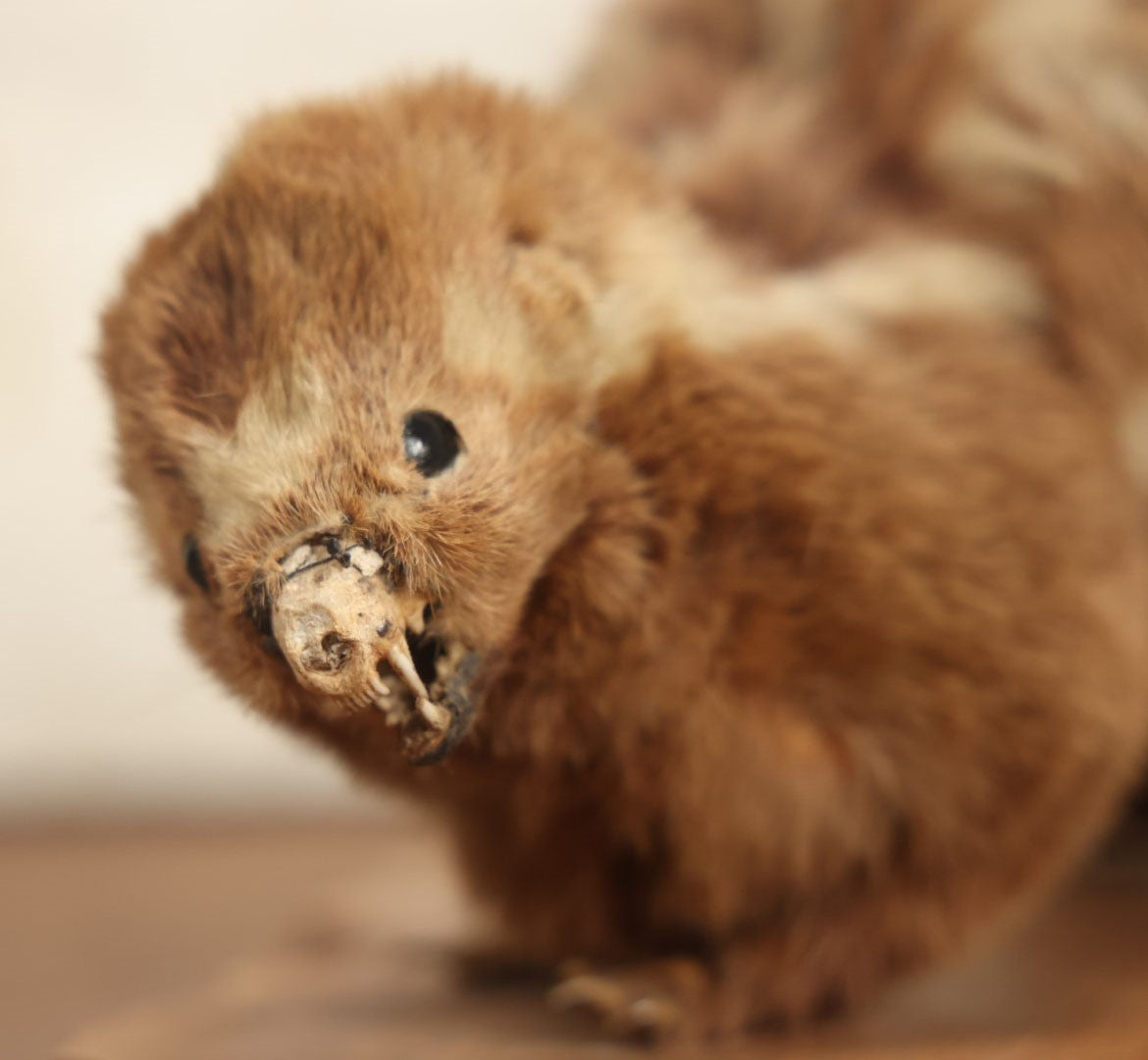 Lot 004 - Antique Spotted Skunk Taxidermy With Real Skull In Mount, Heavily Worn Condition, Dated 1899