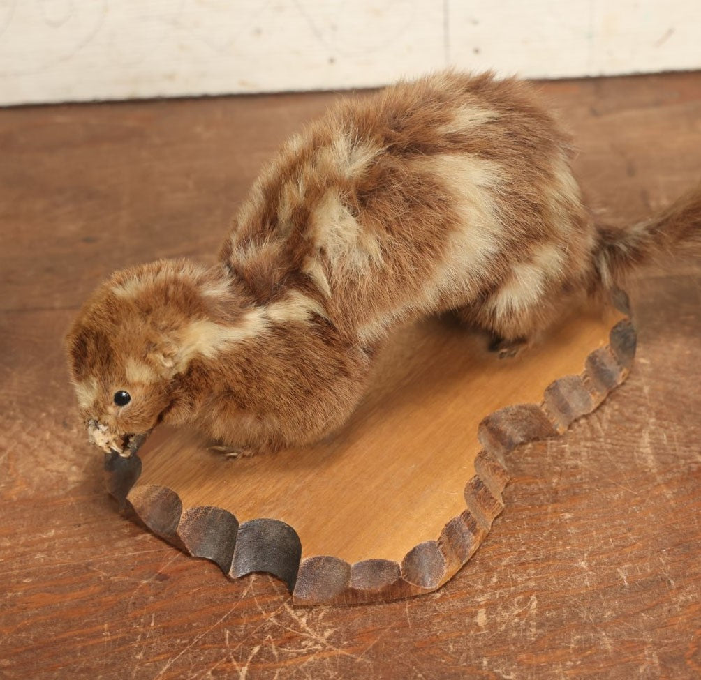 Lot 004 - Antique Spotted Skunk Taxidermy With Real Skull In Mount, Heavily Worn Condition, Dated 1899