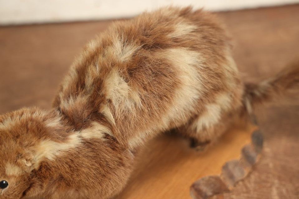 Lot 004 - Antique Spotted Skunk Taxidermy With Real Skull In Mount, Heavily Worn Condition, Dated 1899