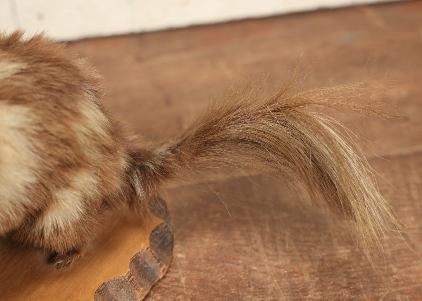 Lot 004 - Antique Spotted Skunk Taxidermy With Real Skull In Mount, Heavily Worn Condition, Dated 1899