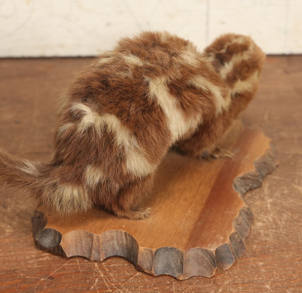 Lot 004 - Antique Spotted Skunk Taxidermy With Real Skull In Mount, Heavily Worn Condition, Dated 1899