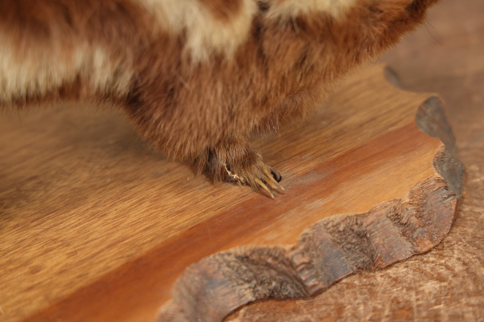 Lot 004 - Antique Spotted Skunk Taxidermy With Real Skull In Mount, Heavily Worn Condition, Dated 1899