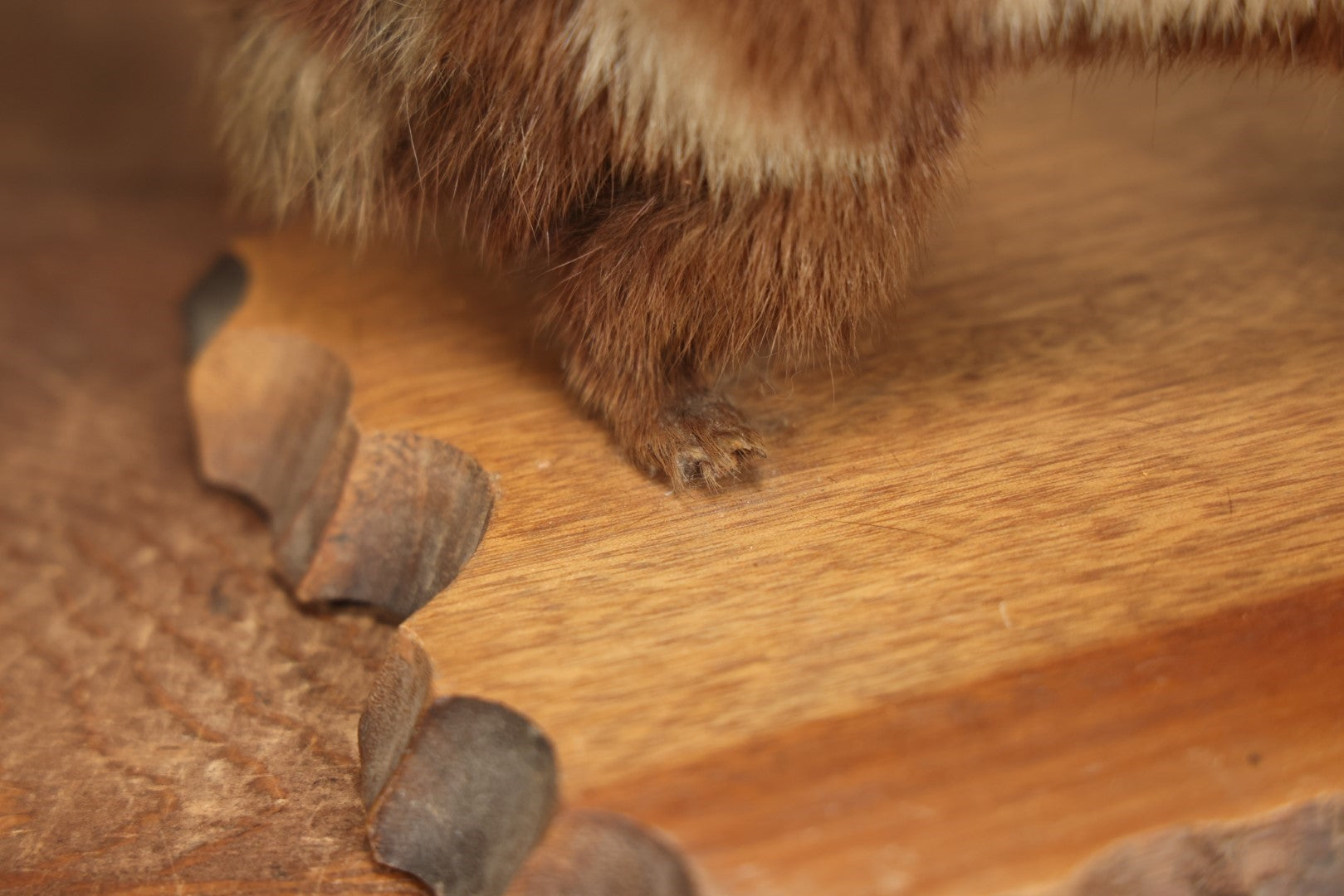 Lot 004 - Antique Spotted Skunk Taxidermy With Real Skull In Mount, Heavily Worn Condition, Dated 1899