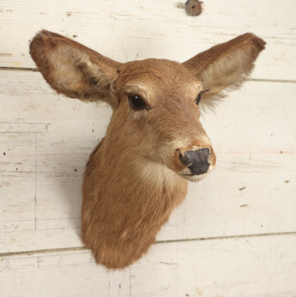 Lot 005 - Vintage Taxidermy Doe Deer Head Mount, No Plaque, Note Various Wear