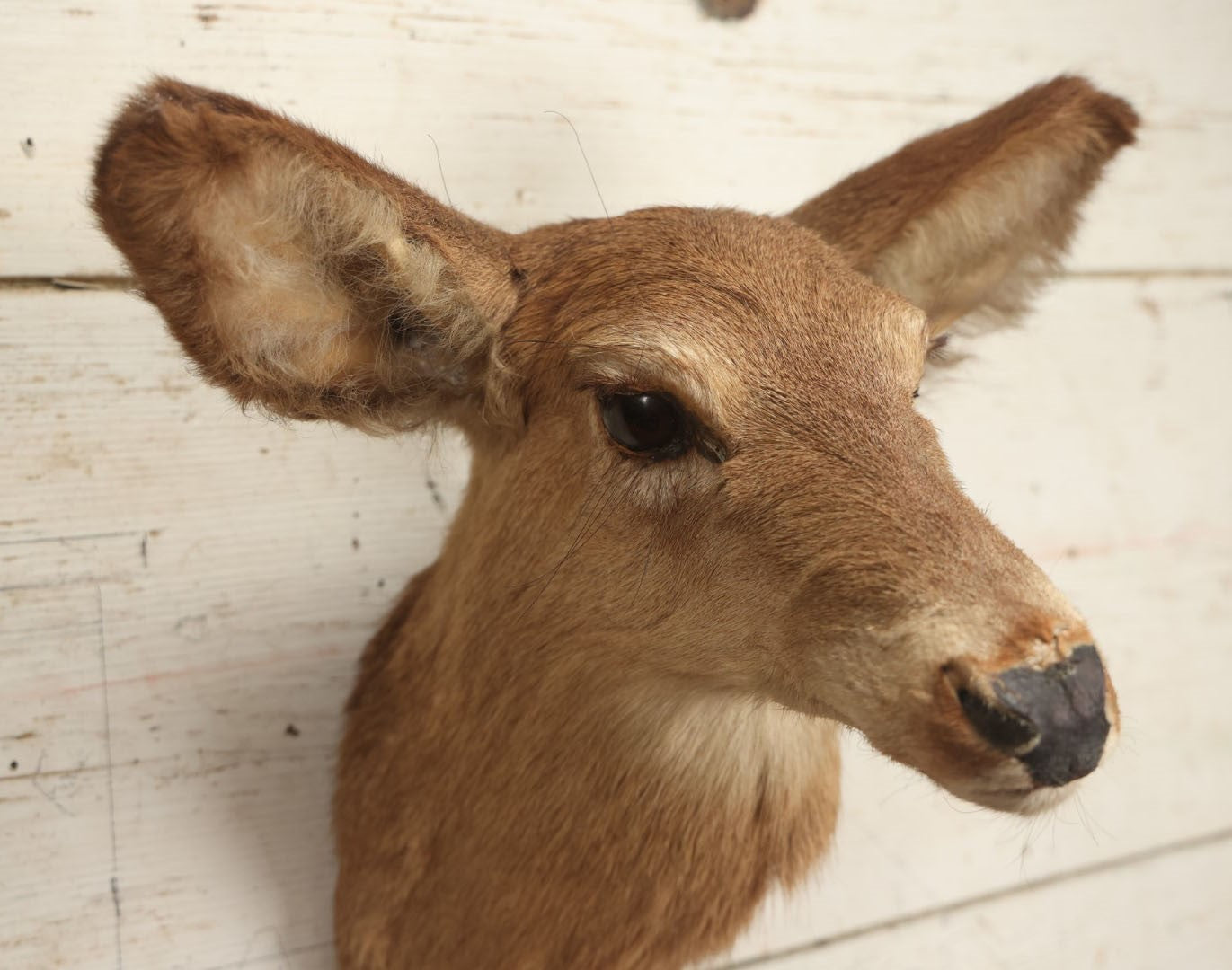 Lot 005 - Vintage Taxidermy Doe Deer Head Mount, No Plaque, Note Various Wear