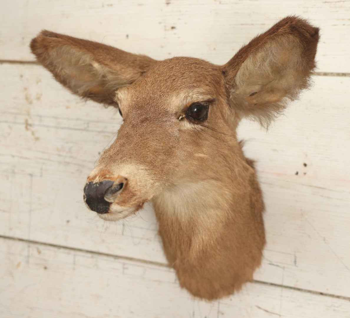 Lot 005 - Vintage Taxidermy Doe Deer Head Mount, No Plaque, Note Various Wear