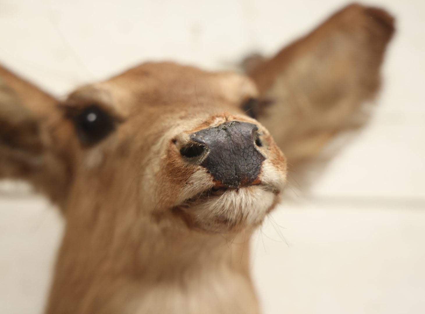 Lot 005 - Vintage Taxidermy Doe Deer Head Mount, No Plaque, Note Various Wear