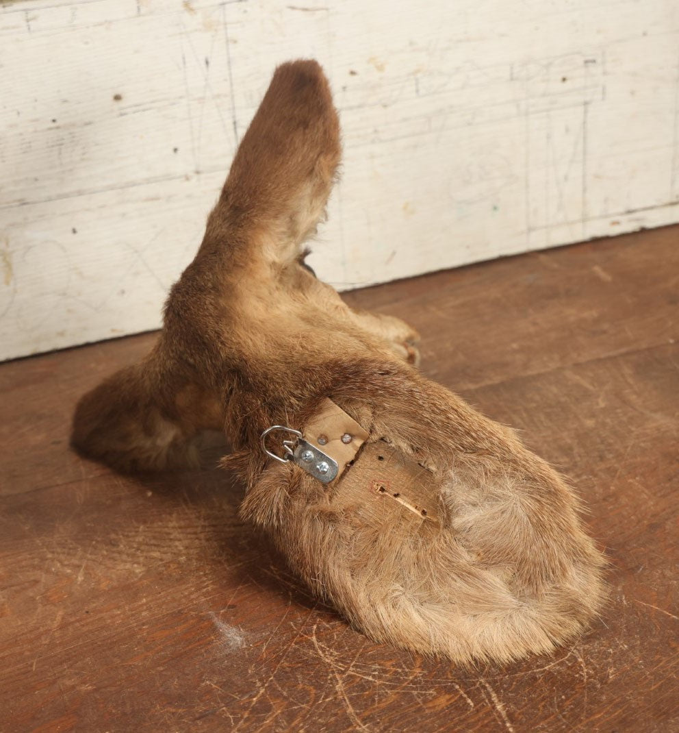 Lot 005 - Vintage Taxidermy Doe Deer Head Mount, No Plaque, Note Various Wear