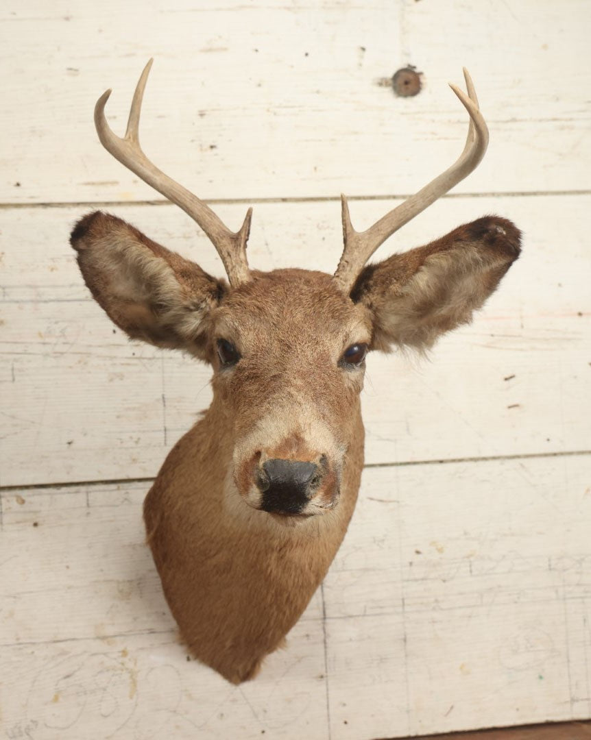 Lot 006 - Vintage Taxidermy Buck Deer Head Mount, Six Point Antlers, Note Various Wear