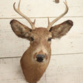 Lot 006 - Vintage Taxidermy Buck Deer Head Mount, Six Point Antlers, Note Various Wear