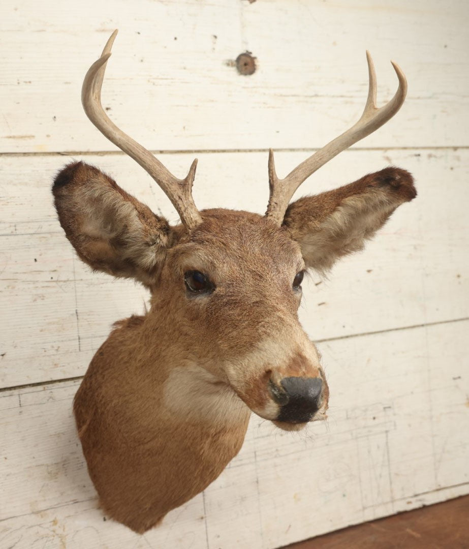 Lot 006 - Vintage Taxidermy Buck Deer Head Mount, Six Point Antlers, Note Various Wear