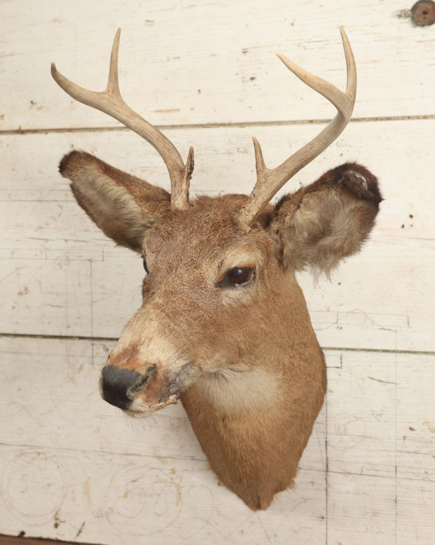 Lot 006 - Vintage Taxidermy Buck Deer Head Mount, Six Point Antlers, Note Various Wear