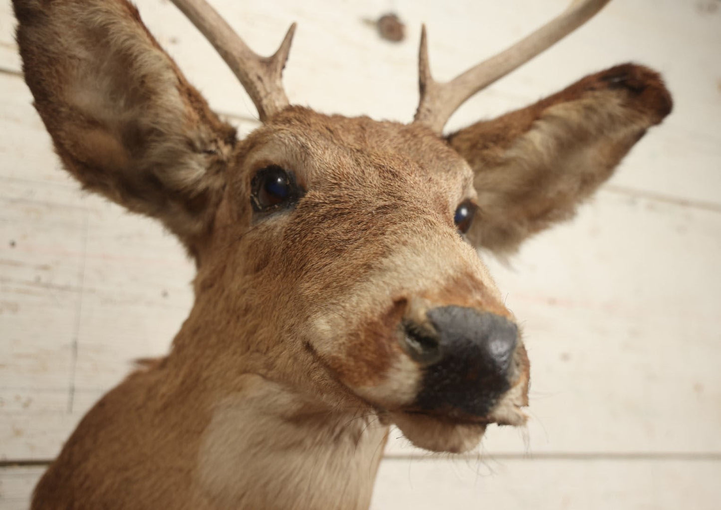 Lot 006 - Vintage Taxidermy Buck Deer Head Mount, Six Point Antlers, Note Various Wear