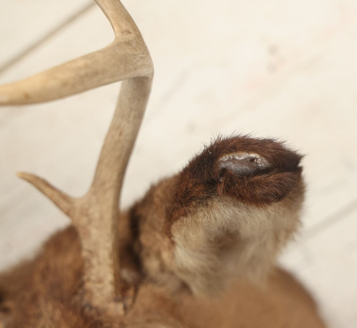 Lot 006 - Vintage Taxidermy Buck Deer Head Mount, Six Point Antlers, Note Various Wear