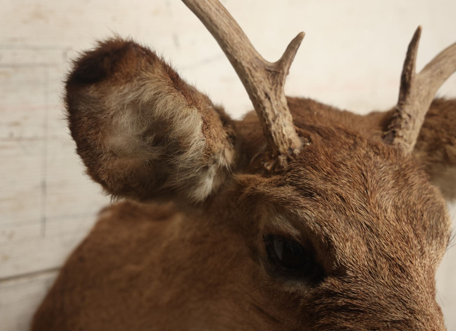 Lot 006 - Vintage Taxidermy Buck Deer Head Mount, Six Point Antlers, Note Various Wear