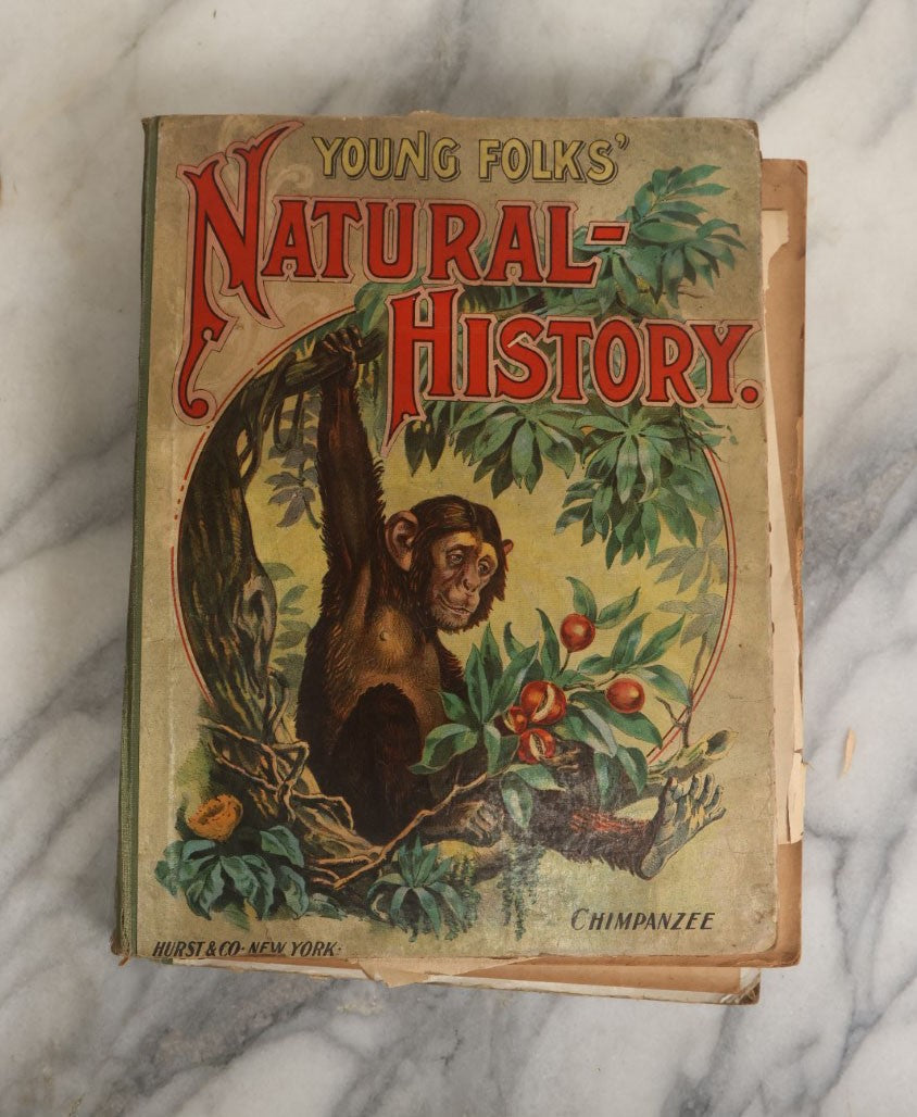 Lot 058 - Grouping Of Five Antique Illustrated Children's Hardcover Books Including Natural History, Butterfly Days, Boys Book Of Adventures, And Young America Annual, Craft Grade, Heavy Wear