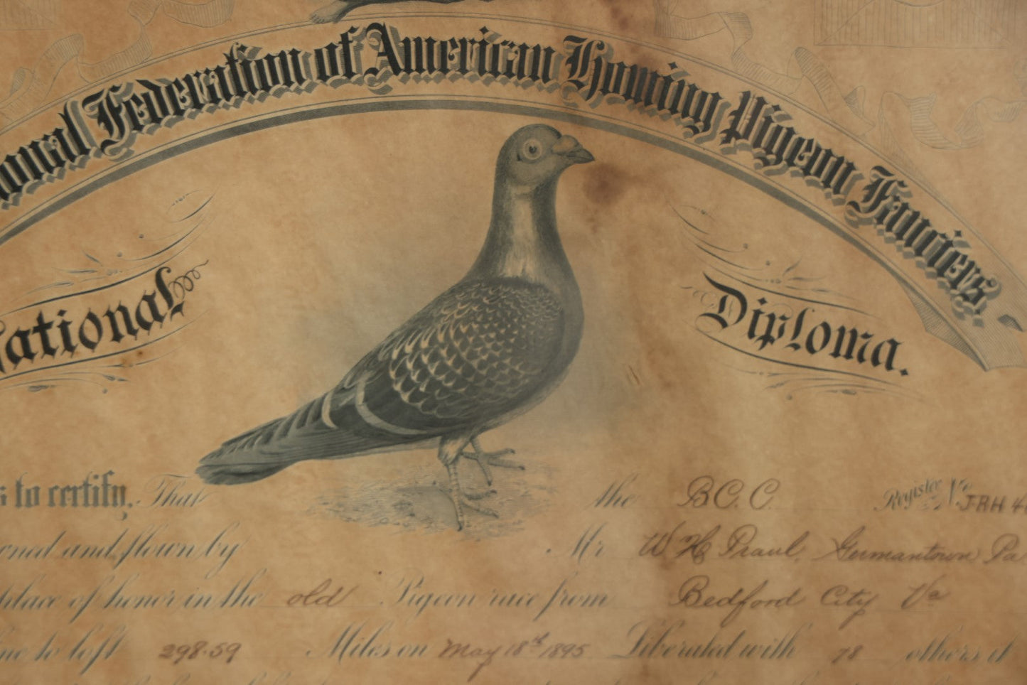 Lot 014 - Antique Diploma From The National Federation Of American Homing Pigeon Fanciers, Given To Mr. W.H. Praul, Germantown, Pennsylvania, May 1895