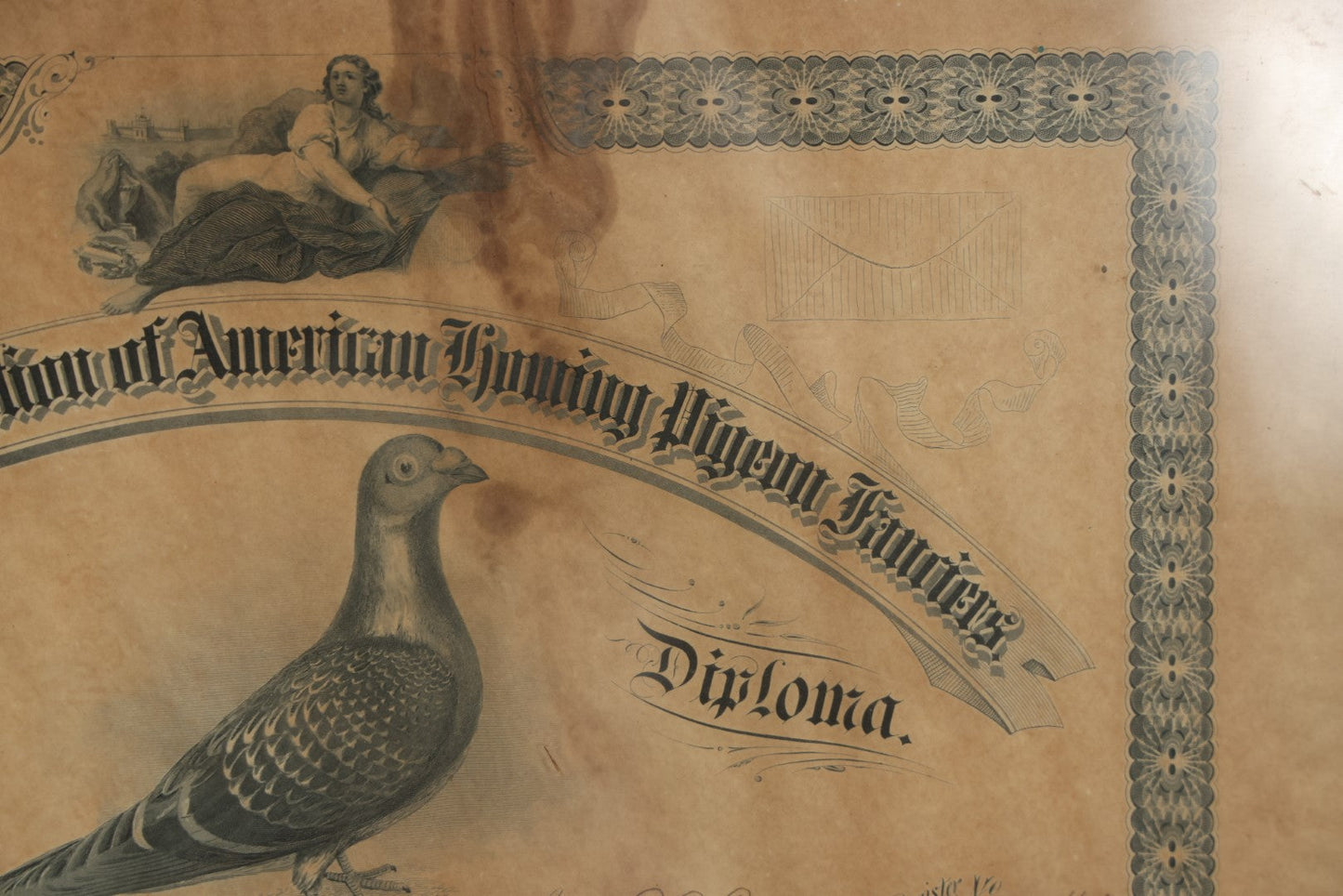 Lot 014 - Antique Diploma From The National Federation Of American Homing Pigeon Fanciers, Given To Mr. W.H. Praul, Germantown, Pennsylvania, May 1895