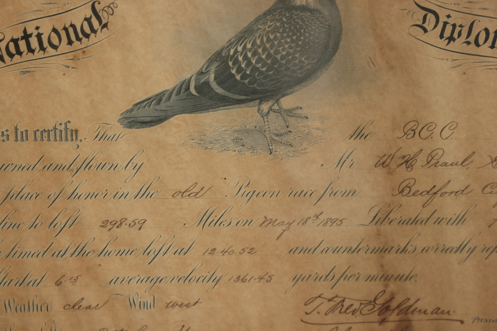 Lot 014 - Antique Diploma From The National Federation Of American Homing Pigeon Fanciers, Given To Mr. W.H. Praul, Germantown, Pennsylvania, May 1895