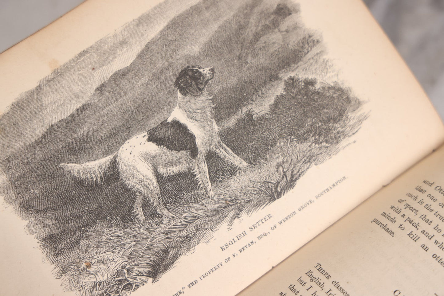 Lot 010 - "The Dog, With Simple Directions Of His Treatment, And Noticed Of The Best Dogs Of The Day" Antique Illustrated Book By Idstone, Published By Cassell, Petter, And Galpin, Fourth Edition, Late 19th Century