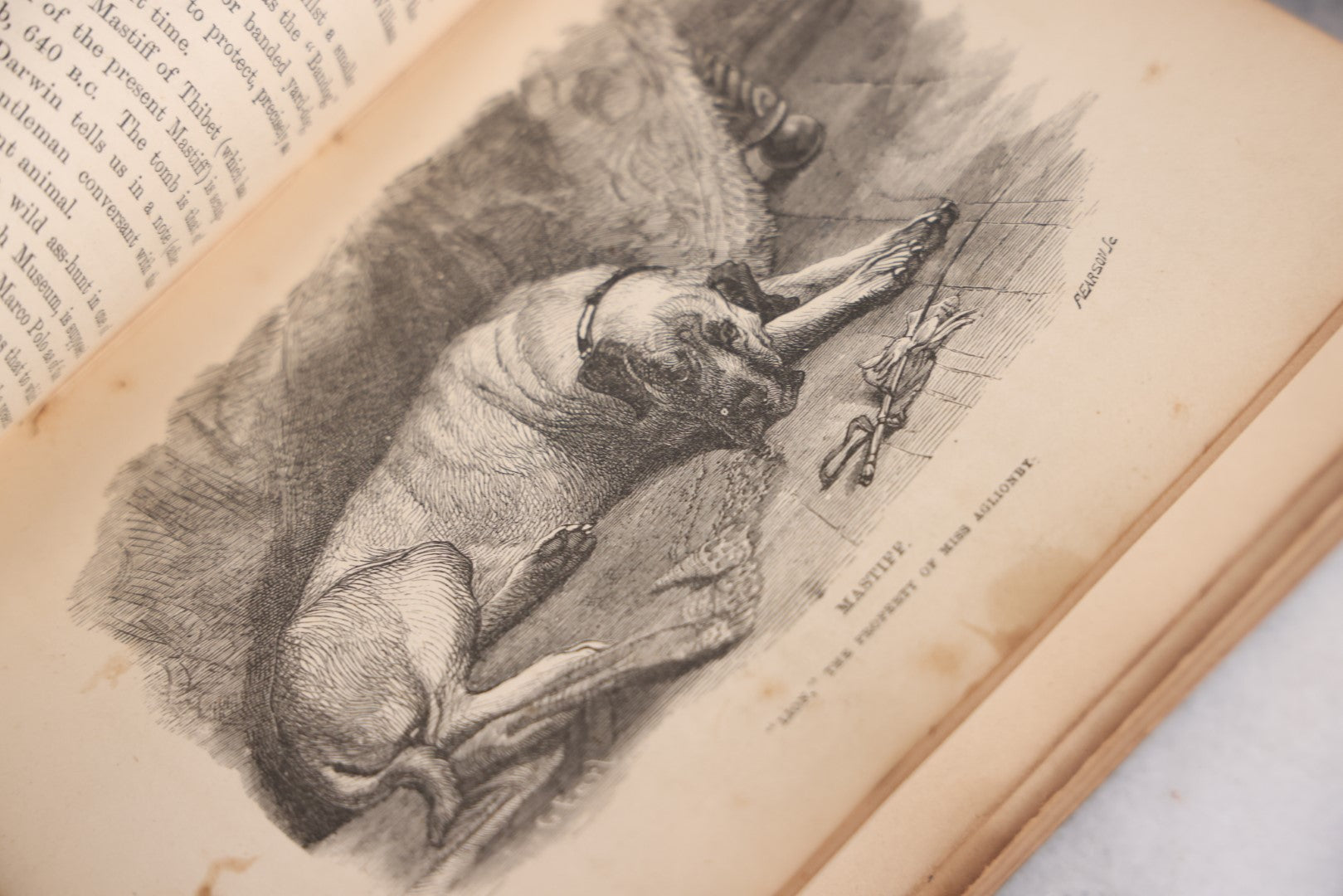 Lot 010 - "The Dog, With Simple Directions Of His Treatment, And Noticed Of The Best Dogs Of The Day" Antique Illustrated Book By Idstone, Published By Cassell, Petter, And Galpin, Fourth Edition, Late 19th Century