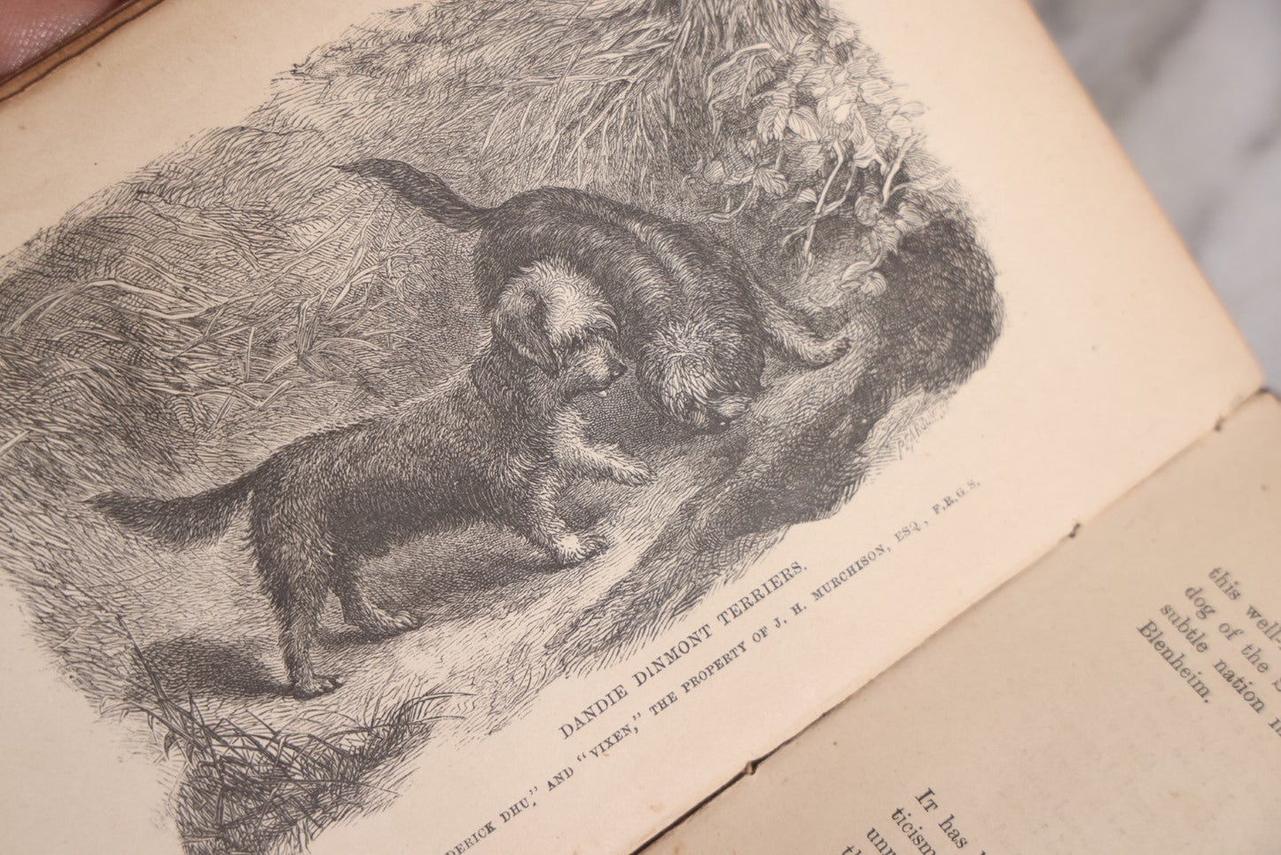 Lot 010 - "The Dog, With Simple Directions Of His Treatment, And Noticed Of The Best Dogs Of The Day" Antique Illustrated Book By Idstone, Published By Cassell, Petter, And Galpin, Fourth Edition, Late 19th Century