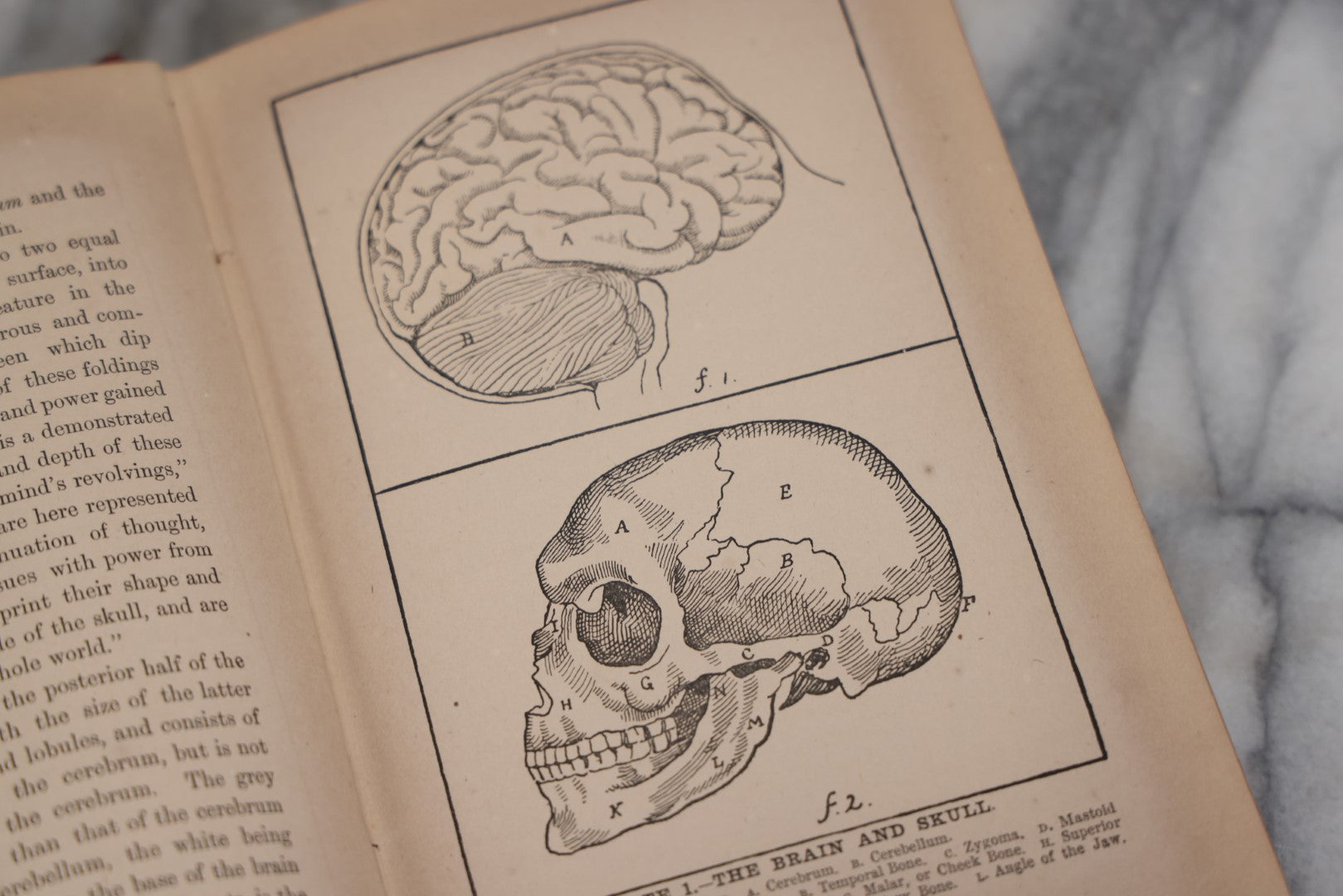 Lot 012 - "The Modern Self-Instructor In Phrenology, Physiology, And Physiognomy; Or The People's Handbook Of Human Nature," Antique Illustrated Book By Gustavus Cohen, London, 19th Century