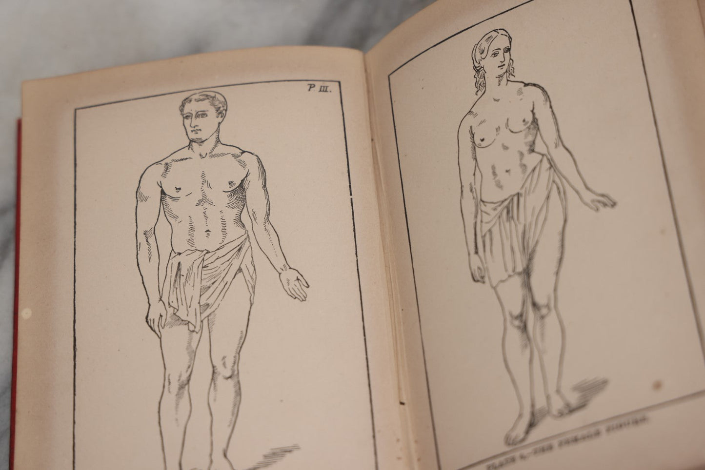 Lot 012 - "The Modern Self-Instructor In Phrenology, Physiology, And Physiognomy; Or The People's Handbook Of Human Nature," Antique Illustrated Book By Gustavus Cohen, London, 19th Century