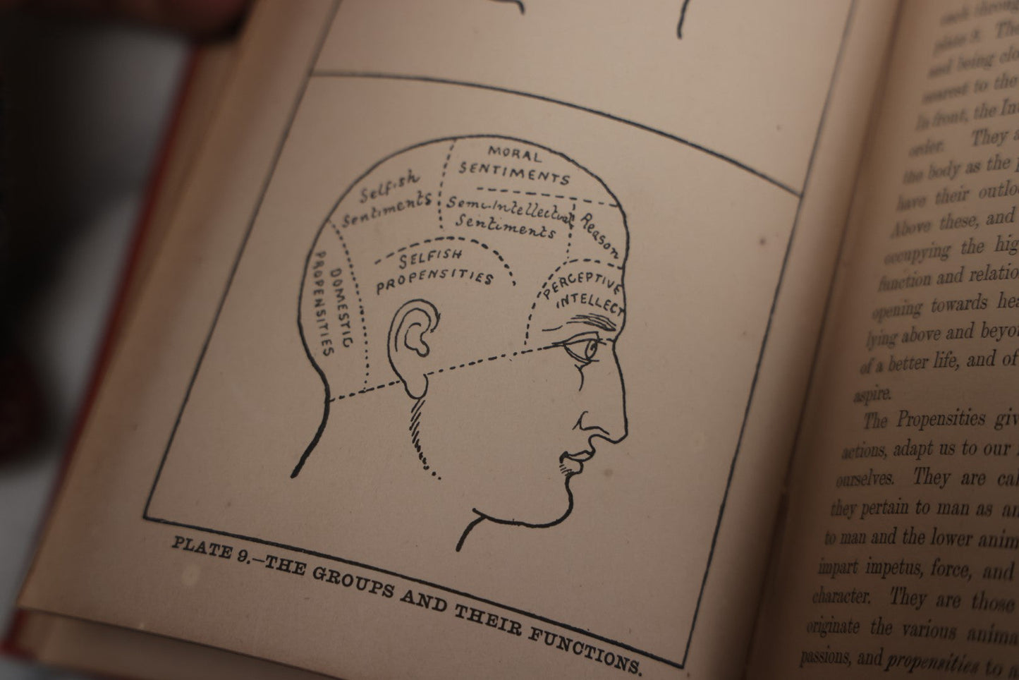 Lot 012 - "The Modern Self-Instructor In Phrenology, Physiology, And Physiognomy; Or The People's Handbook Of Human Nature," Antique Illustrated Book By Gustavus Cohen, London, 19th Century