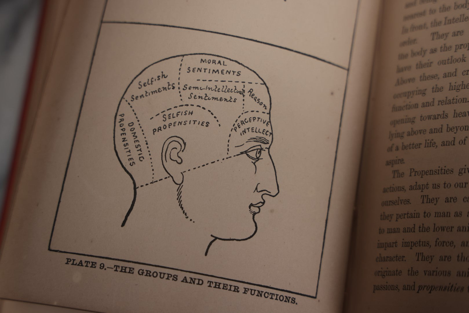 Lot 012 - "The Modern Self-Instructor In Phrenology, Physiology, And Physiognomy; Or The People's Handbook Of Human Nature," Antique Illustrated Book By Gustavus Cohen, London, 19th Century