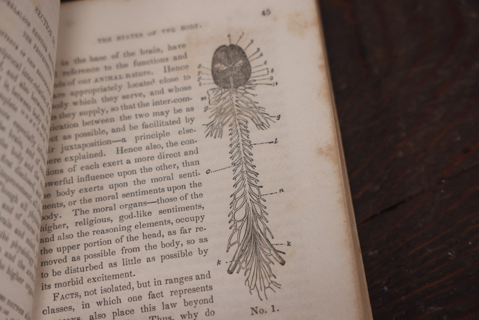 Lot 013 - "Self-Culture And Perfection Of Character" Antique Illustrated Phrenology Book By O.S. Fowler, New York, 1852