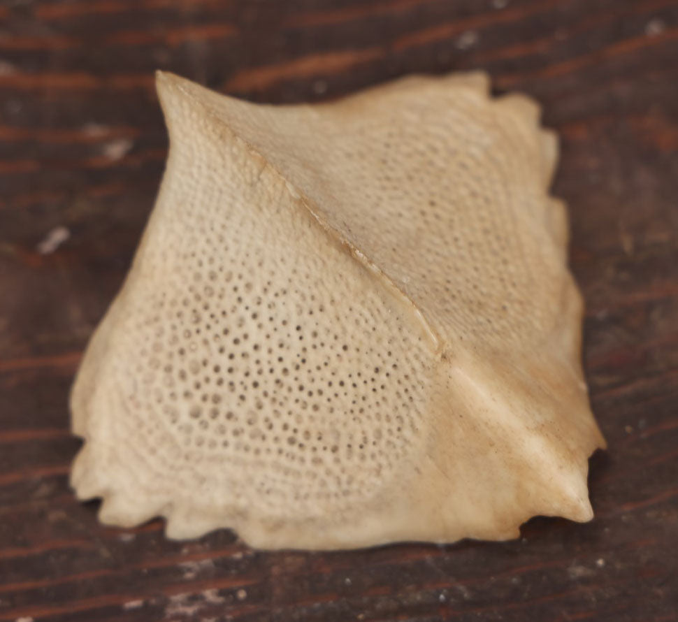 Lot 036 - Sturgeon Scute Bone, Ganoid Armor Scale From Sturgeon Fish (Acipenseridae)