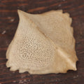 Lot 036 - Sturgeon Scute Bone, Ganoid Armor Scale From Sturgeon Fish (Acipenseridae)