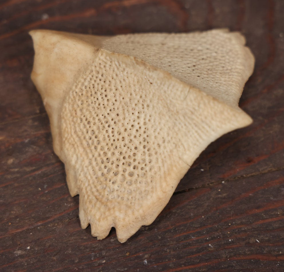 Lot 036 - Sturgeon Scute Bone, Ganoid Armor Scale From Sturgeon Fish (Acipenseridae)