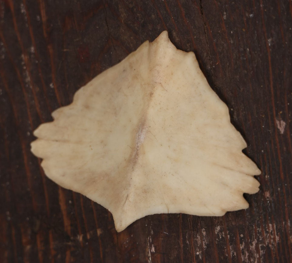 Lot 036 - Sturgeon Scute Bone, Ganoid Armor Scale From Sturgeon Fish (Acipenseridae)