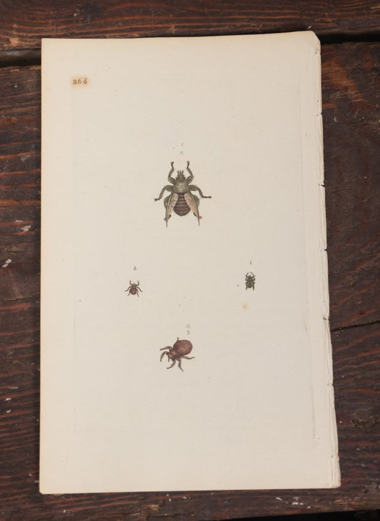 Lot 105 - Single Hand Colored Engraving Book Plate Of Ticks, Insects, No Artist Listed