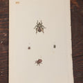 Lot 105 - Single Hand Colored Engraving Book Plate Of Ticks, Insects, No Artist Listed