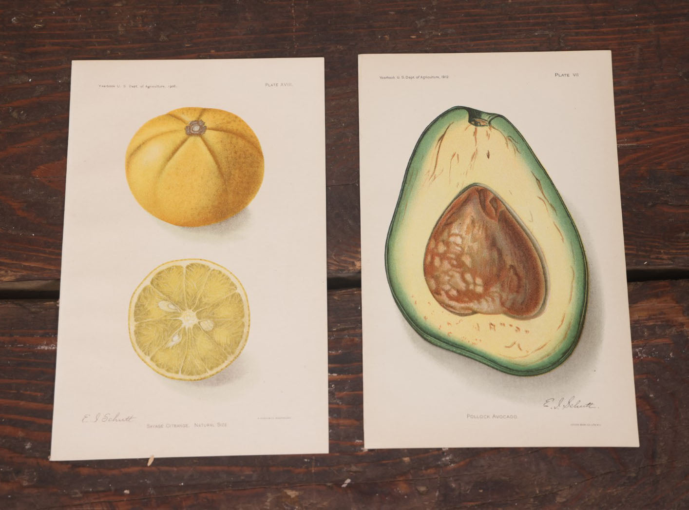 Lot 106 - Pair Of Antique Chromolithograph Book Plates Of The Savage Citrange And The Pollock Avocado, Illustrated By E.L. Schutt, Lithographed By Julius Bien Co., U.S. Department Of Agriculture, Early 20th Century