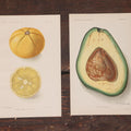 Lot 106 - Pair Of Antique Chromolithograph Book Plates Of The Savage Citrange And The Pollock Avocado, Illustrated By E.L. Schutt, Lithographed By Julius Bien Co., U.S. Department Of Agriculture, Early 20th Century