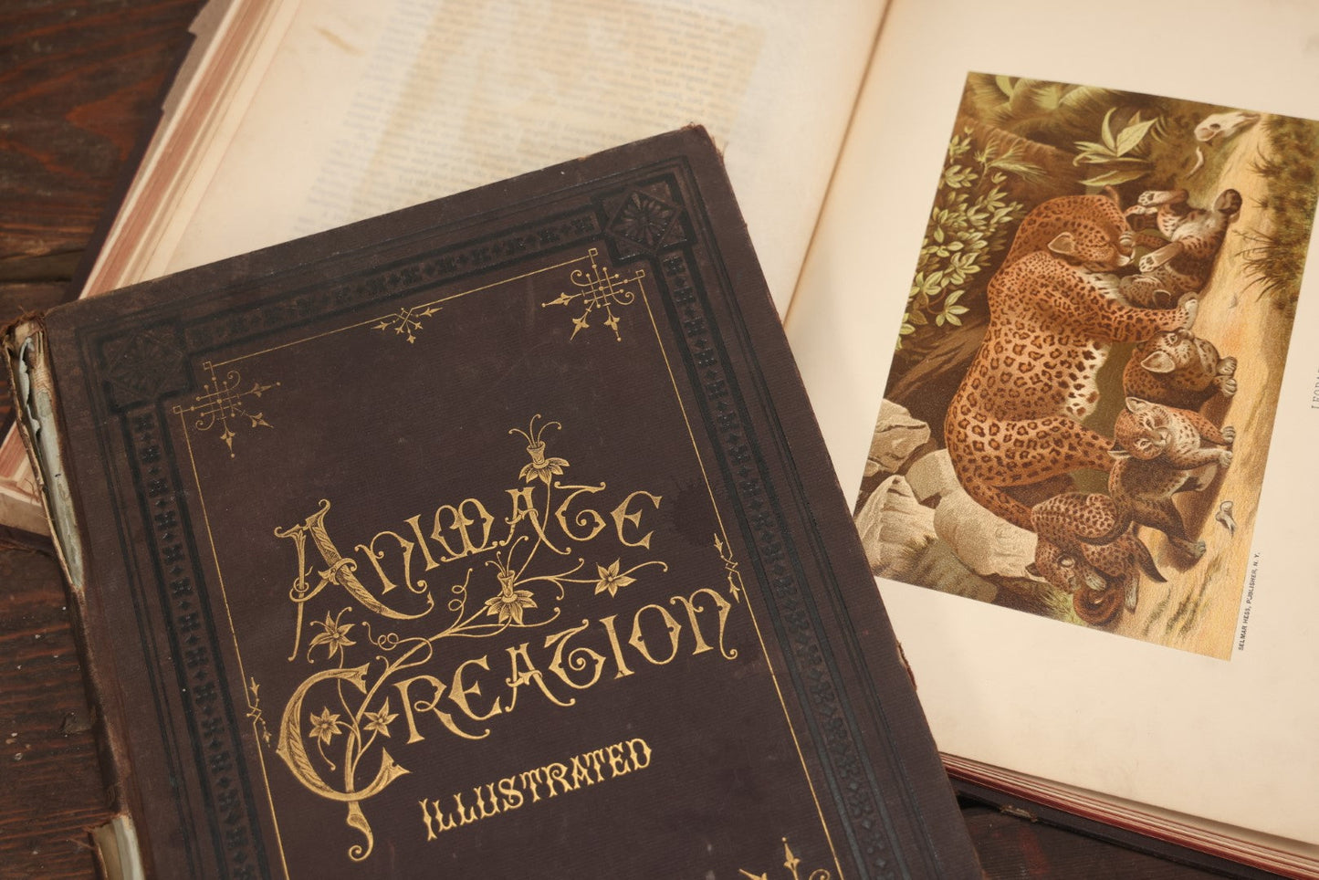 Lot 009 - Pair Of Antique Illustrated Zoology Books, "Animate Creation: Our Living World, A Natural History" By Reverend J.G.Wood, Copyright 1885, Volume I: Mamalia, And Volume Iv Birds