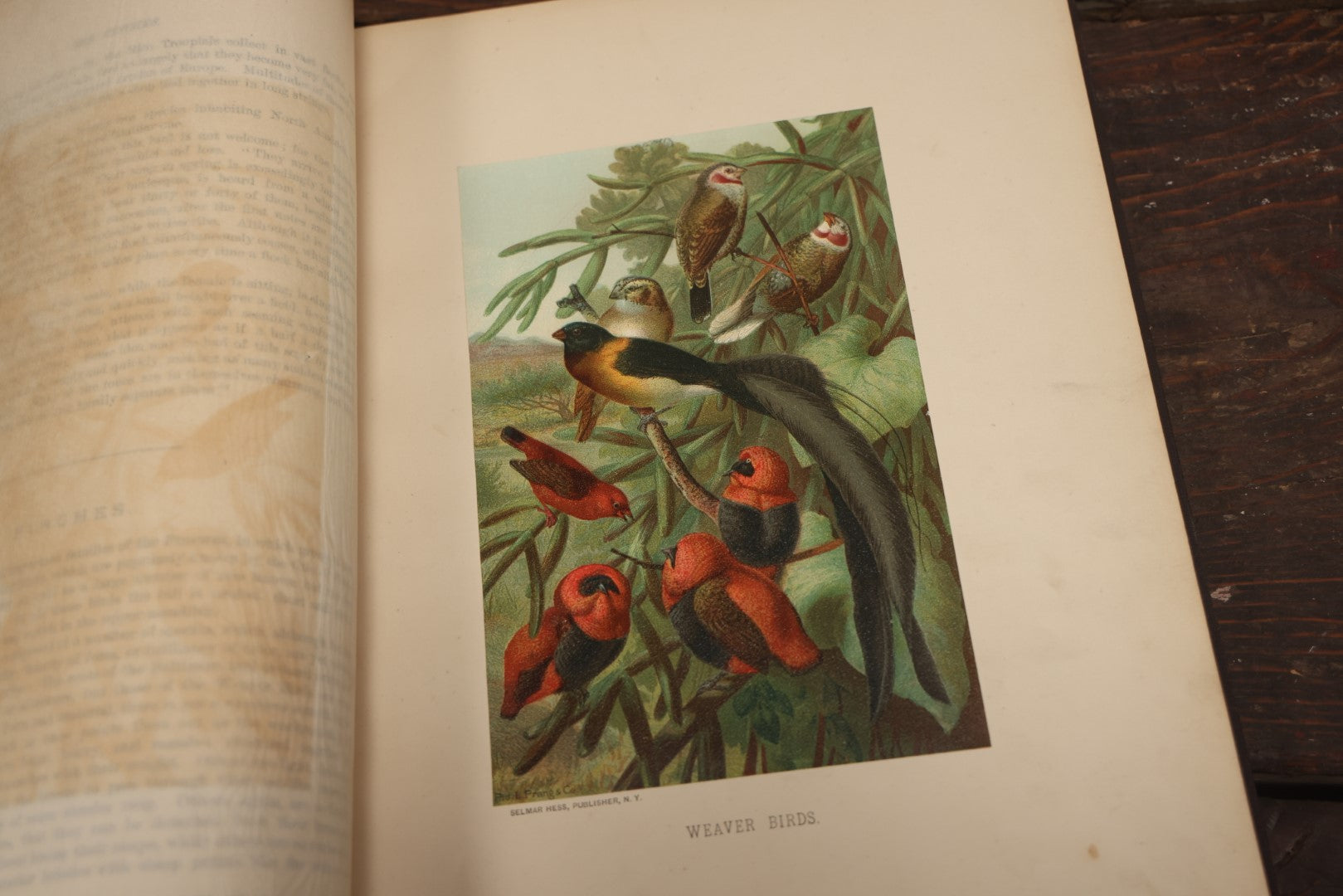 Lot 009 - Pair Of Antique Illustrated Zoology Books, "Animate Creation: Our Living World, A Natural History" By Reverend J.G.Wood, Copyright 1885, Volume I: Mamalia, And Volume Iv Birds