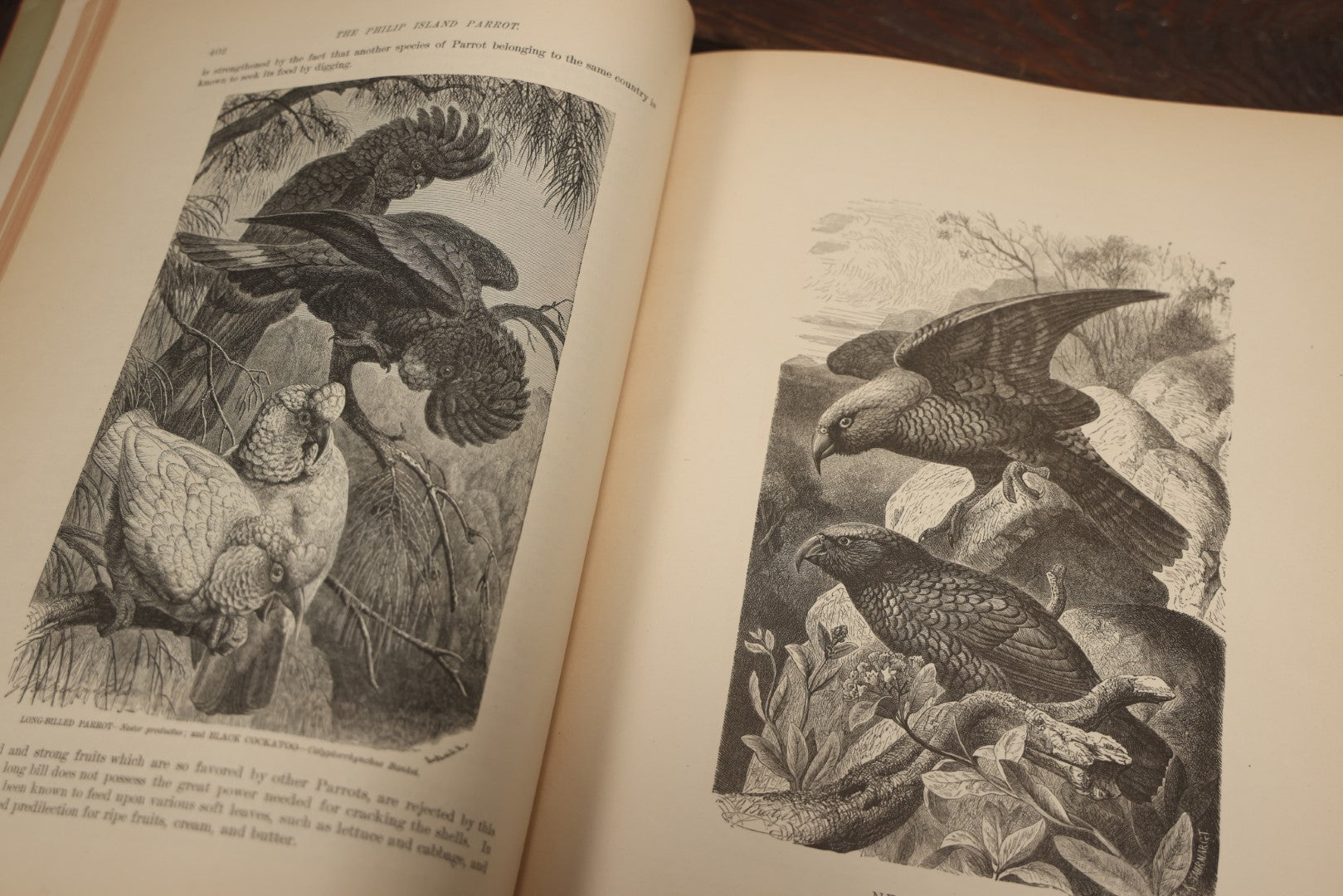 Lot 009 - Pair Of Antique Illustrated Zoology Books, "Animate Creation: Our Living World, A Natural History" By Reverend J.G.Wood, Copyright 1885, Volume I: Mamalia, And Volume Iv Birds