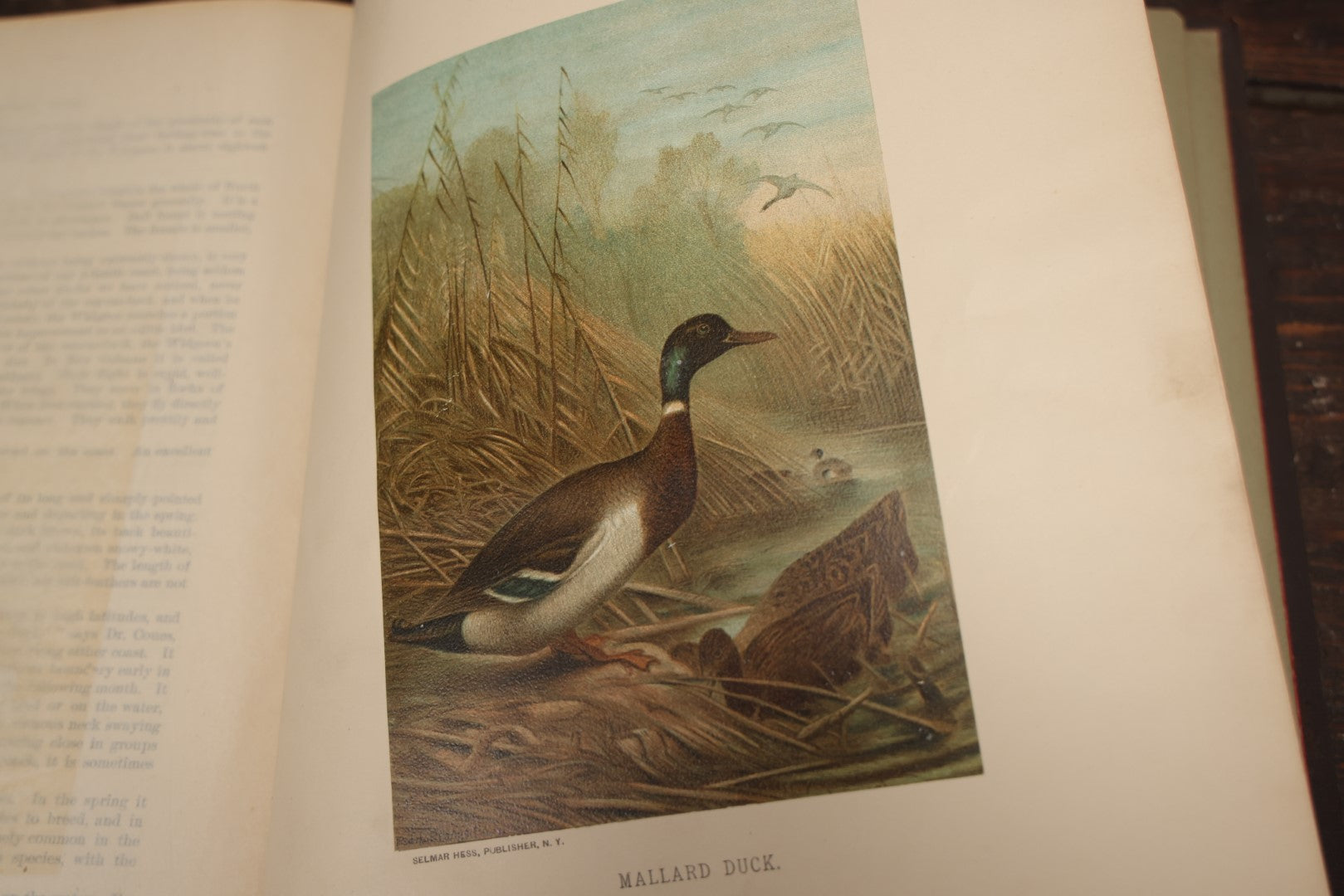 Lot 009 - Pair Of Antique Illustrated Zoology Books, "Animate Creation: Our Living World, A Natural History" By Reverend J.G.Wood, Copyright 1885, Volume I: Mamalia, And Volume Iv Birds